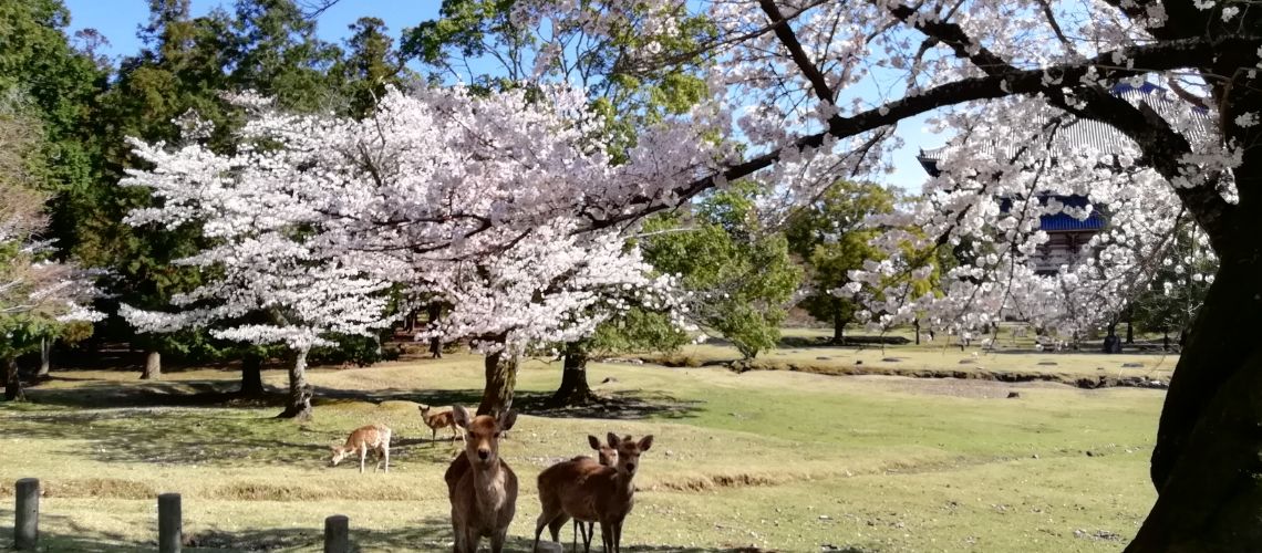 季節によりお花見ドライブや紅葉ドライブなど観光地へもお出かけします